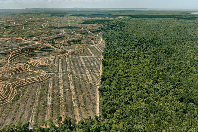 Clearcut Clearcut #1, Palm Oil
Plantation, Borneo,
Malaysia 2016
photo © Edward Burtynsky, courtesy Admira Photography, Milan / Nicholas Metivier Gallery, Toronto