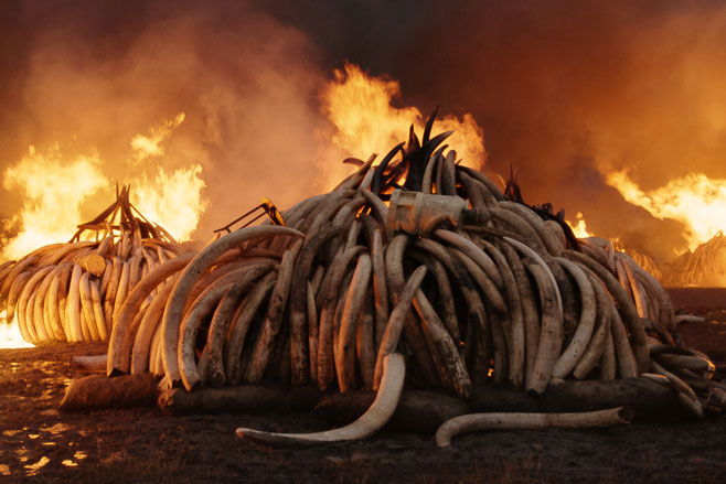 Film-Still_Tusk-Burn Elephant Tusk Burn, Nairobi National Park, Kenya, Courtesy of Anthropocene Films Inc. © 2018